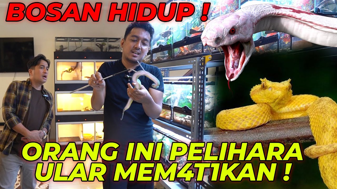ANJ*RIITT..!!! NEKAD !!! ULARNYA CANTIK BGT TAPI MEM4T1KANN !!!