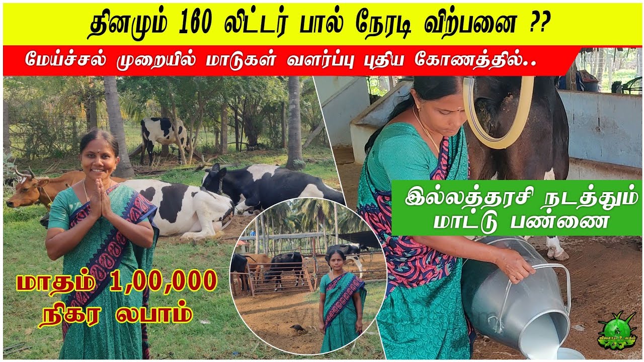 தினமும் 160 லிட்டர் பால் நேரடி விற்பனை / மேய்ச்சல் முறையில் மாடுகள் வளர்ப்பு புதிய கோணத்தில் ??