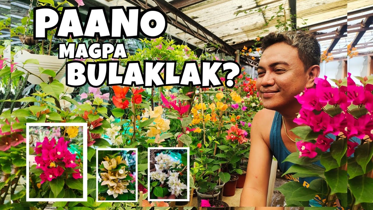 HOW TO MAKE BOUGAINVILLEA BLOOMS? | PLANT CARE TIPS & FLOWER FLEXING