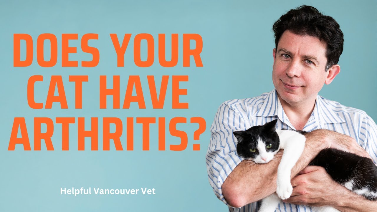 Does your cat have arthritis?