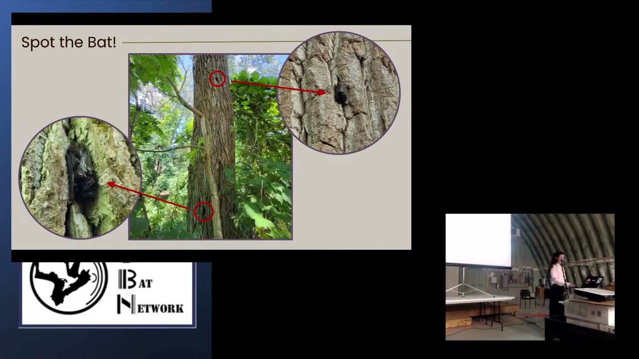 Characterizing Roost Selection of Migrating LANO in Fall – Beatriz Nogueira e Figueira – OBN 2025