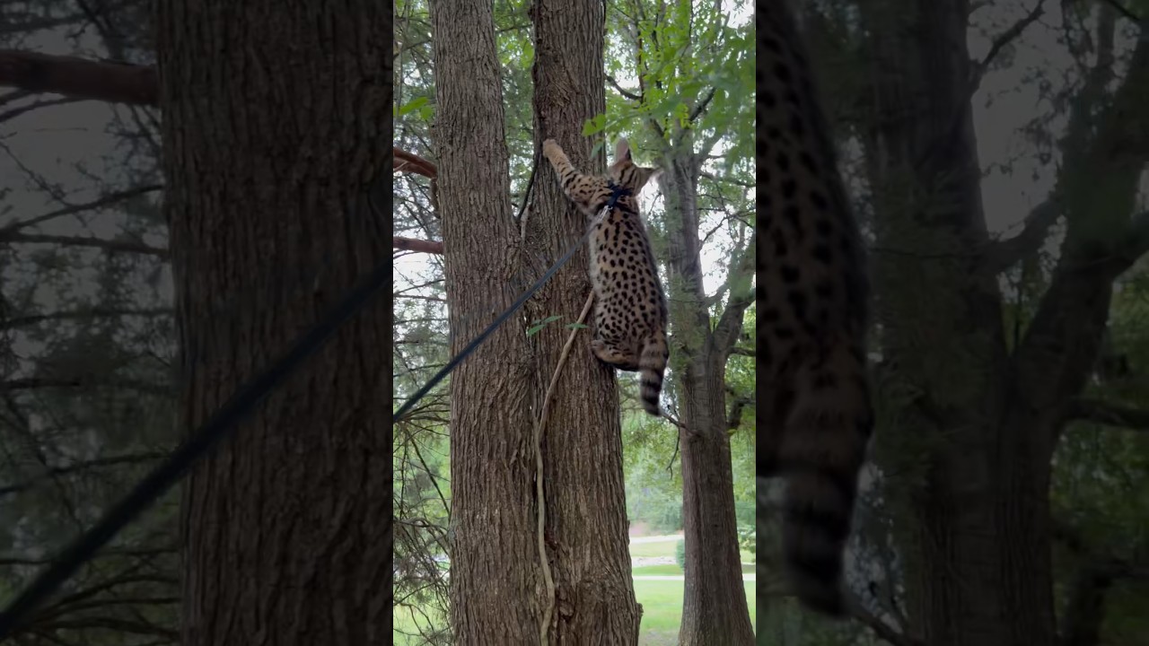Serval Cat Climbs the Tree #cat #servals #serval #shorts