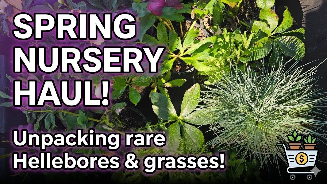 Local nursery haul! Hellebores, Salvia, Daisies, and more!