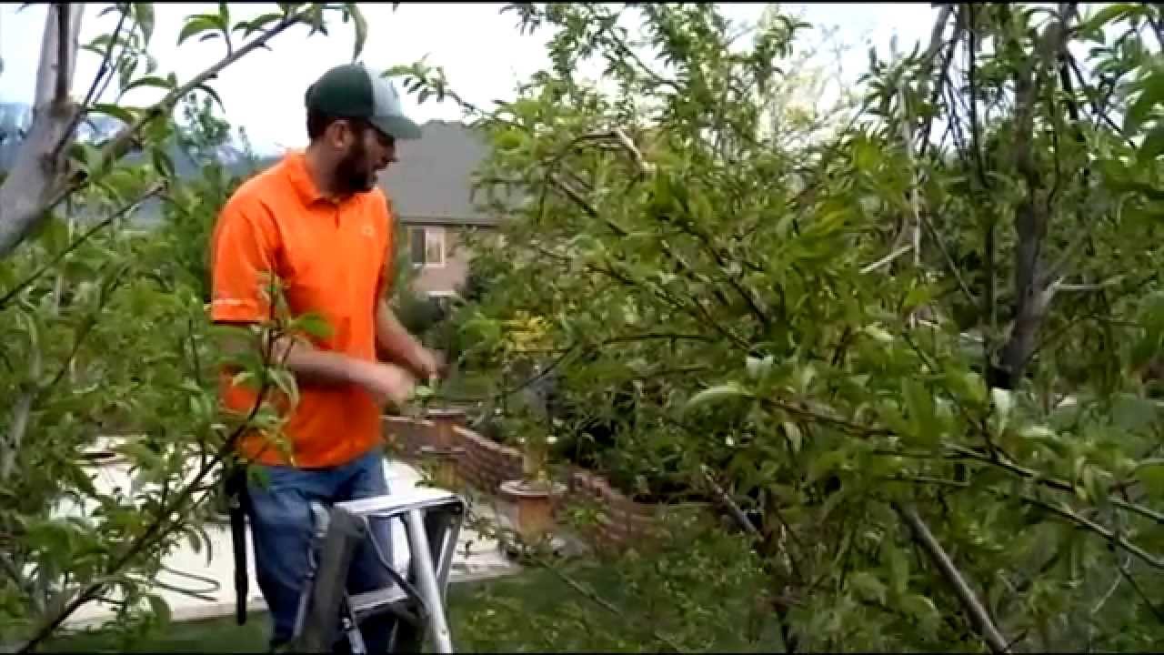 Almond & Peach Fruit Tree Pruning and Maintenance