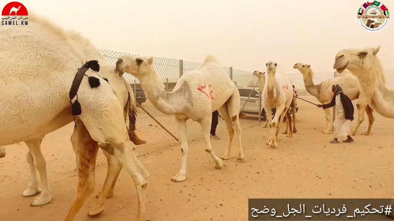 #تحكيم  فرديات الجل وضح في مزاين الموروث الشعبي في دولة الكويت في دولة الكويت