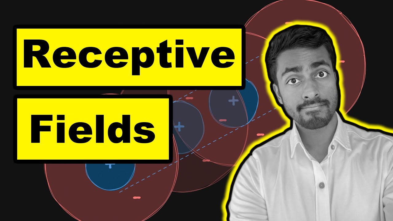 Receptive Fields - Explained