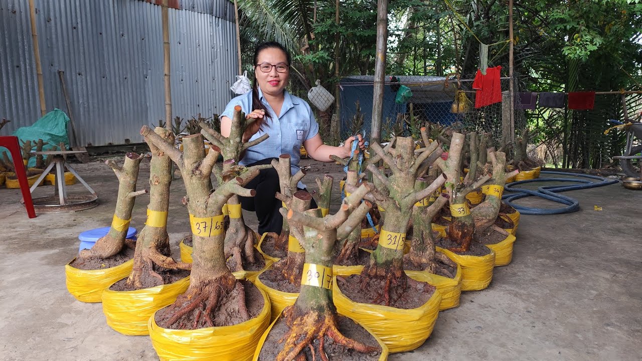 4/3 .Dung. 0383519488 Gl 25 phôi mai vàng giảo hạt thủ đức giá yêu thương 