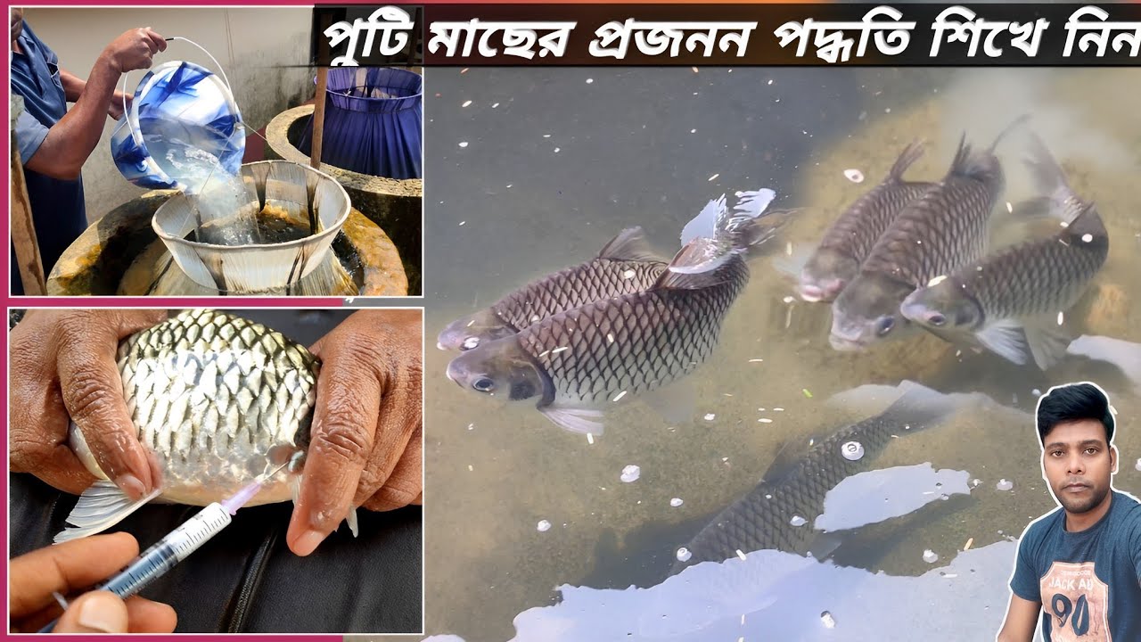 চায়না পুটি মাছের কৃত্রিম প্রজননের ধাপগুলো কি কি / how to breeding China putty fish