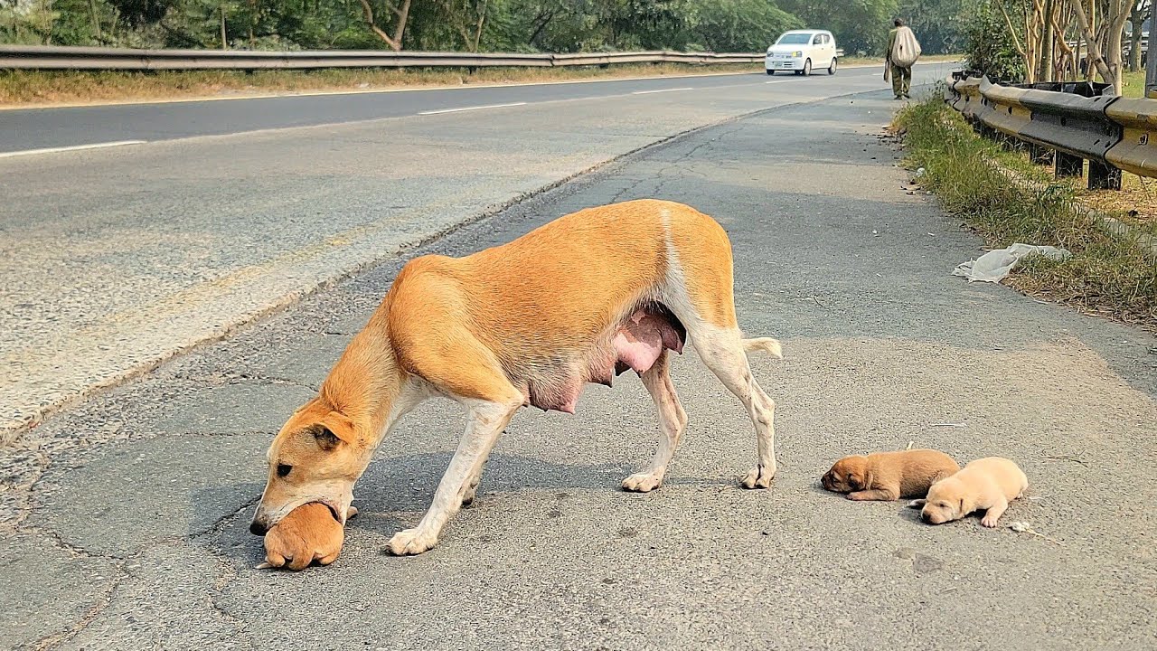 She came to the roadside every day&hellip; hoping someone would save her babies from dying 💔