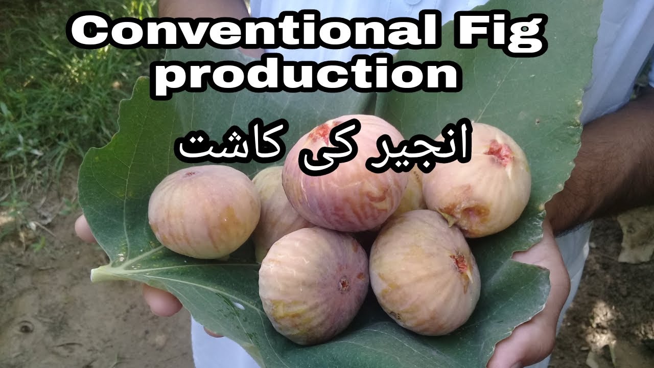 Introduction to Conventional Fig farming in Pakistan || پاکستان میں انجیر کی روایتی کاشت