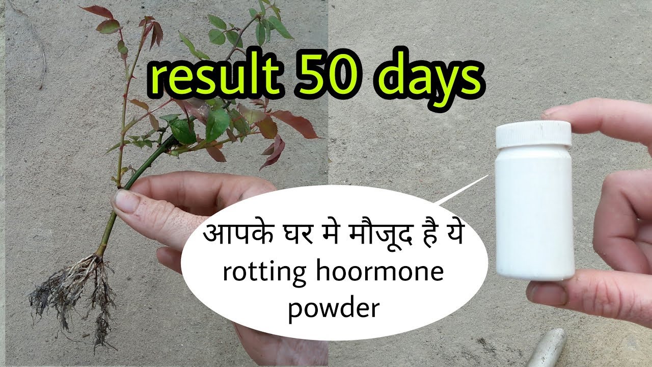 किसी भी कटिंग से पोधे लगाने के लिये ये है घरेलू rooting Organic rooting hormone powder
