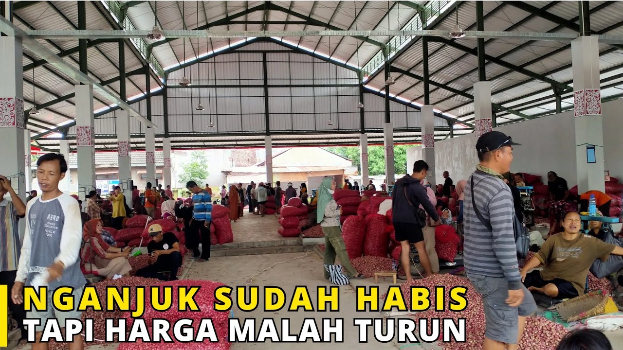 Panenan di Nganjuk Sudah Habis Tapi Harga Bawang Merah Hari Ini Malah Turun