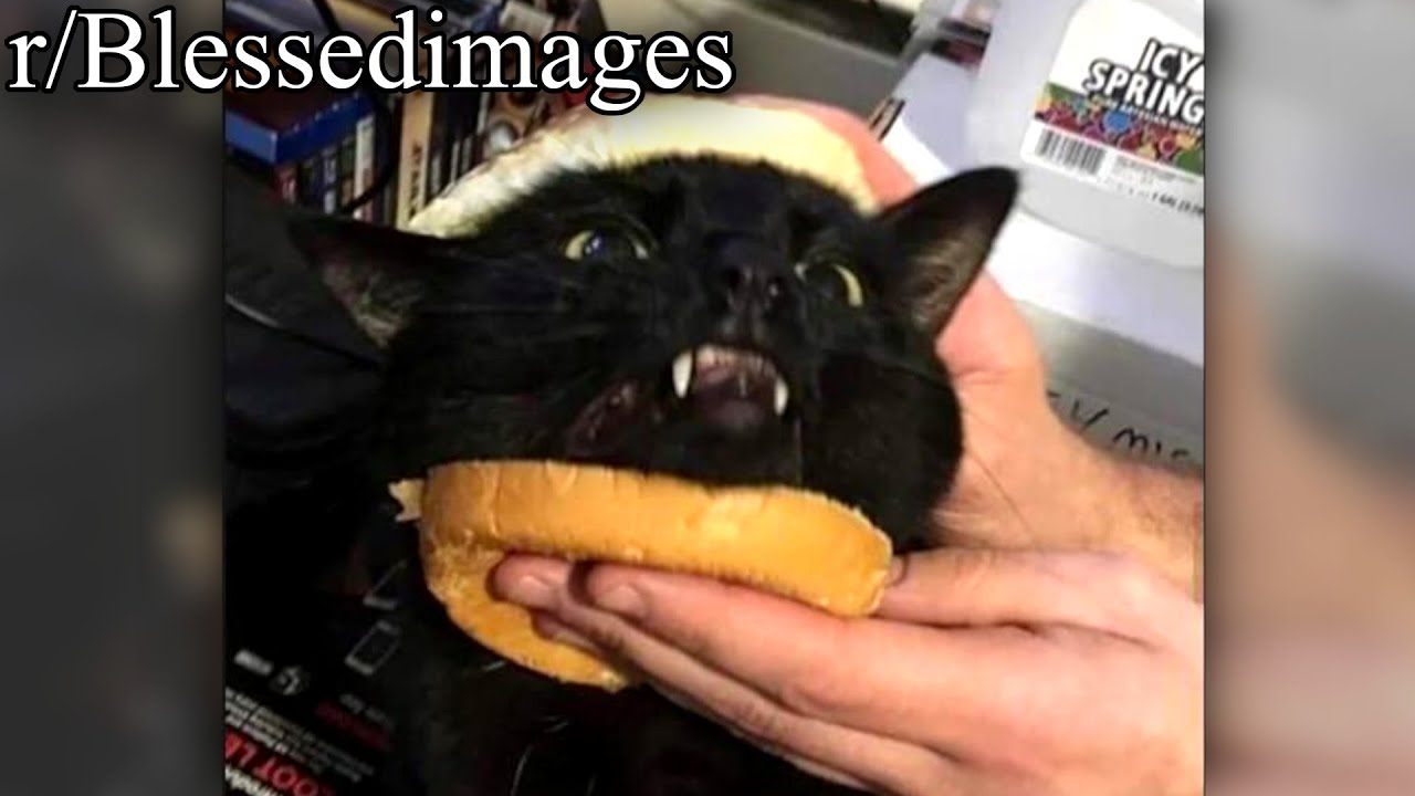 r/Blessedimages | CAT SANDWICH.