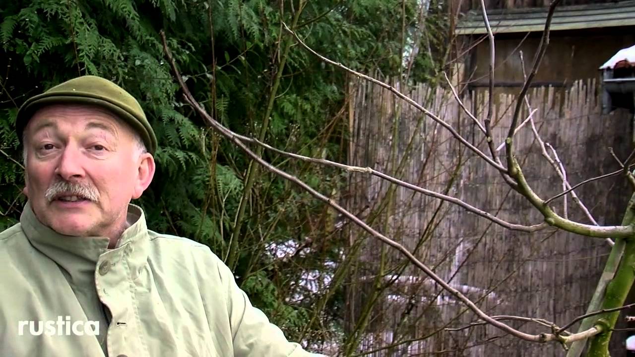 Planter un néflier