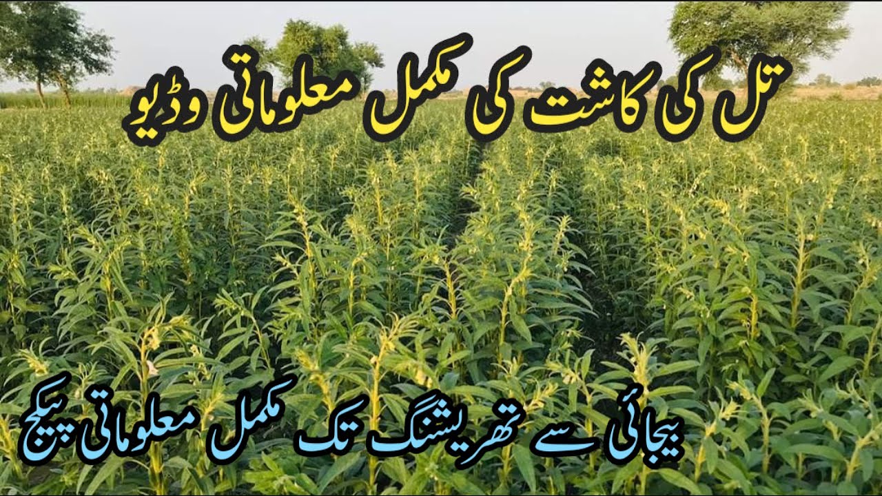 Til ki kasht ka Tariqa l Sesame production Technology