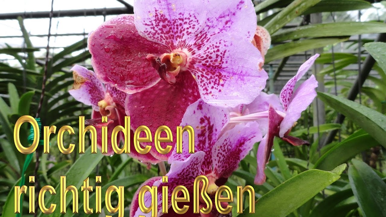 Orchideen richtig gie&szlig;en &ndash; Anleitung  / Orchideengew&auml;chse Pflege Tipps / Orchidee w&auml;ssern / Pflege