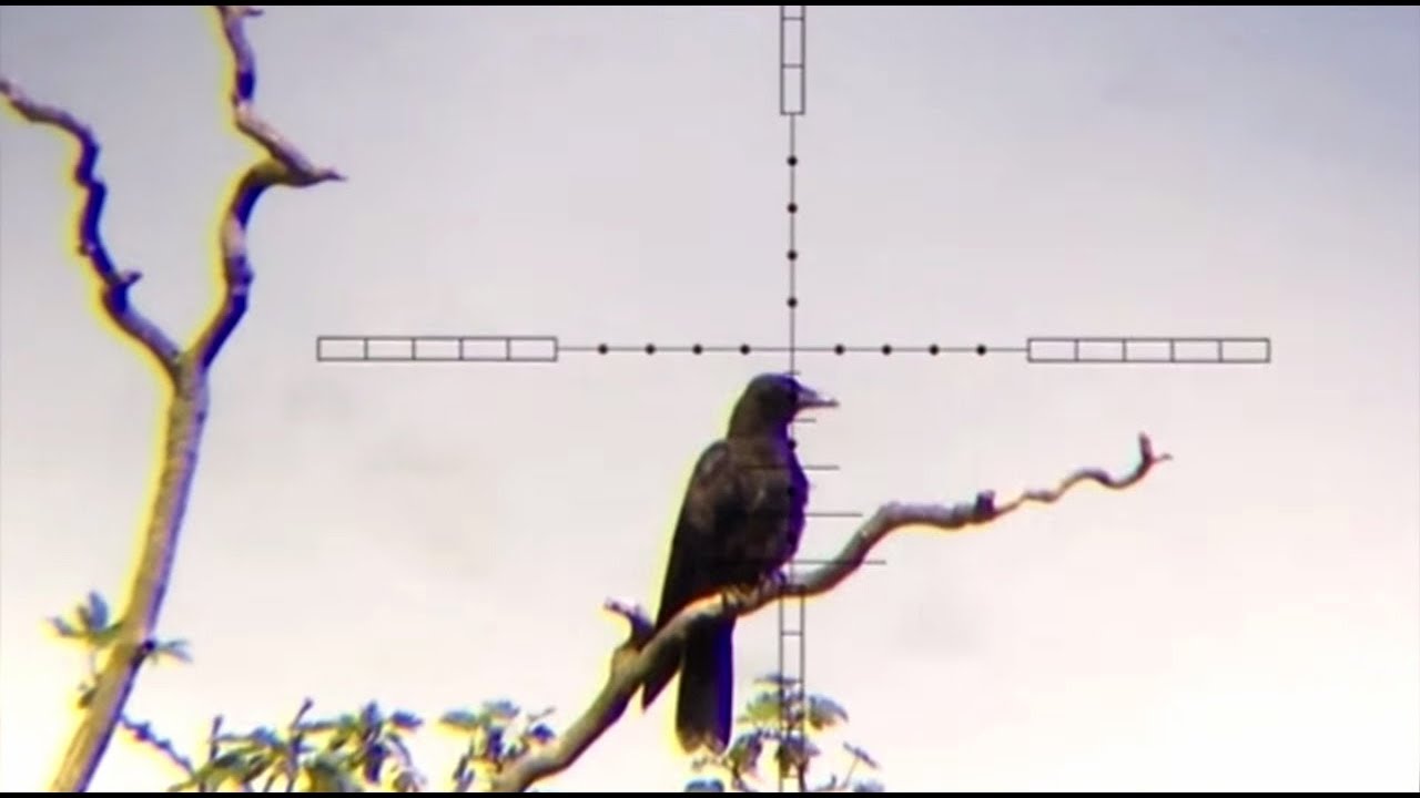 The Airgun Show – crow, pigeon and magpie shooting, PLUS the Umarex UX Patrol on test…