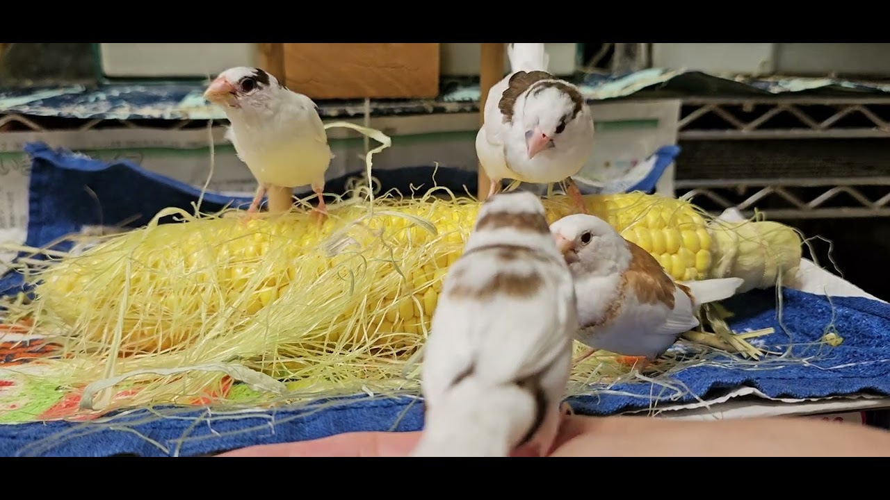 2025/8/25 十姉妹🍍とうもろこしと みんな②🐦