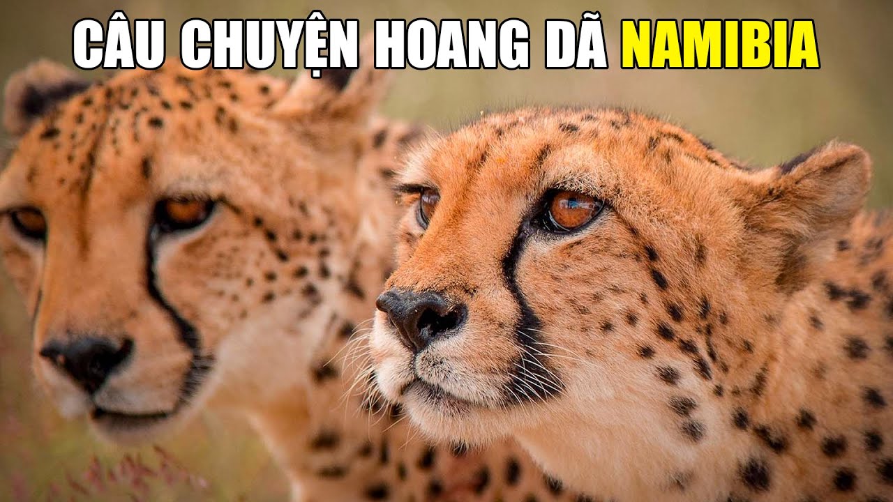 Vẻ Đẹp Hoang Dã Namibia [REPLAY] | Khám Phá Thế Giới Động Vật Hoang Dã