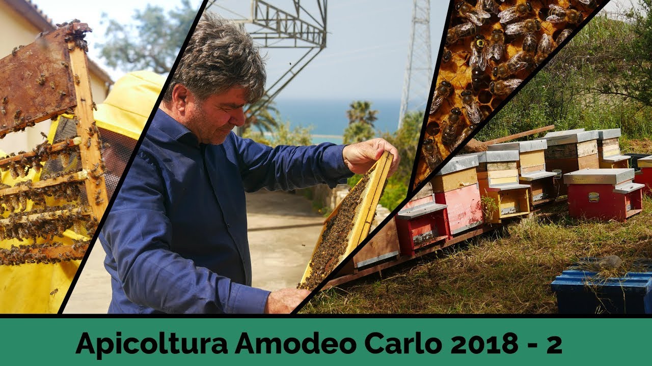 Apicoltura Amodeo Carlo 2018 - deel 2 - Sicilië, Italië [NL+ENG subtitles met informatie]