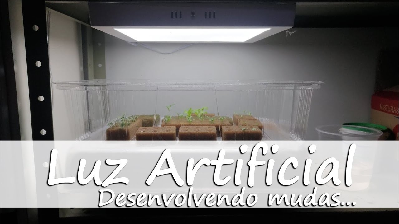 Desenvolvendo Mudas - Luz Artificial
