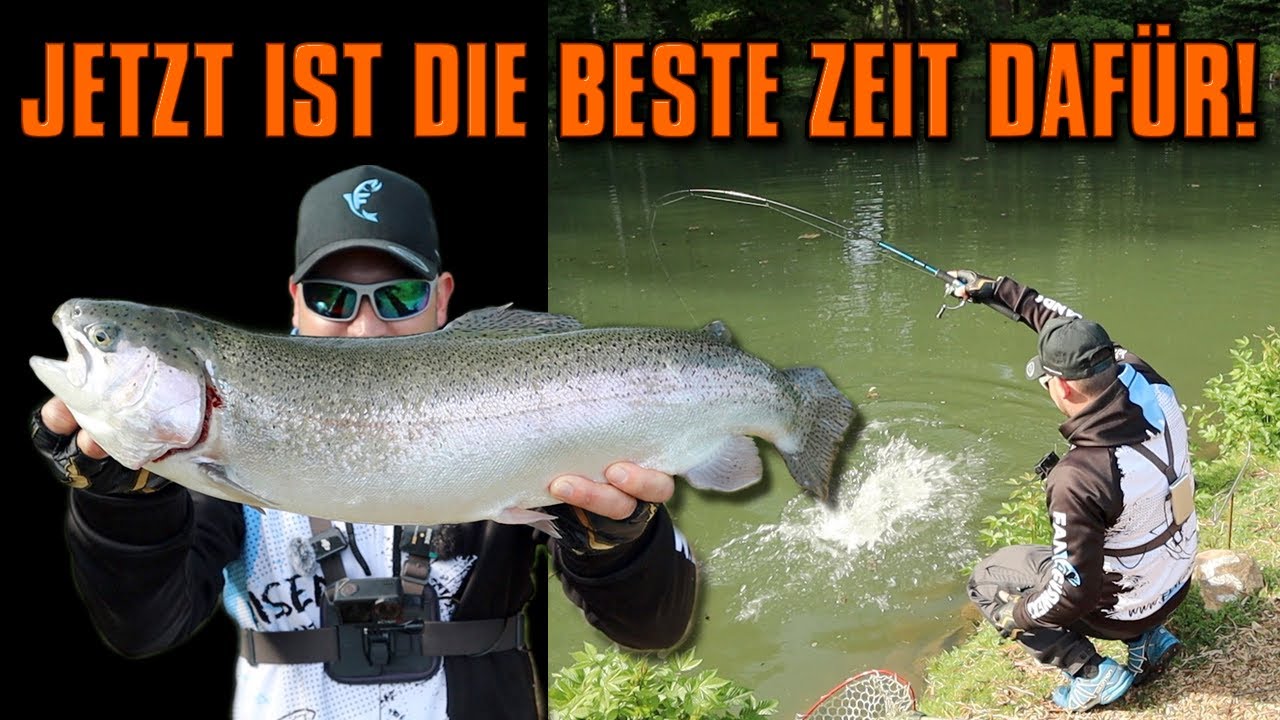 Die beste Zeit für das Sichtangeln | Lachsforellen RASTEN aus | Angelparadies Nachtigallentahl