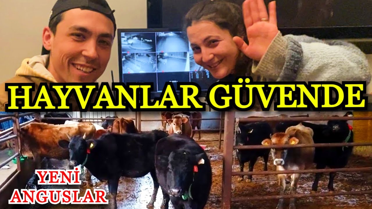 Neşe Çiftliği Güvenlik Kamera Kurulumu | Ahırı Evden ve Cepten 7/24 İzleyebilecekler @NeseCiftligi‬