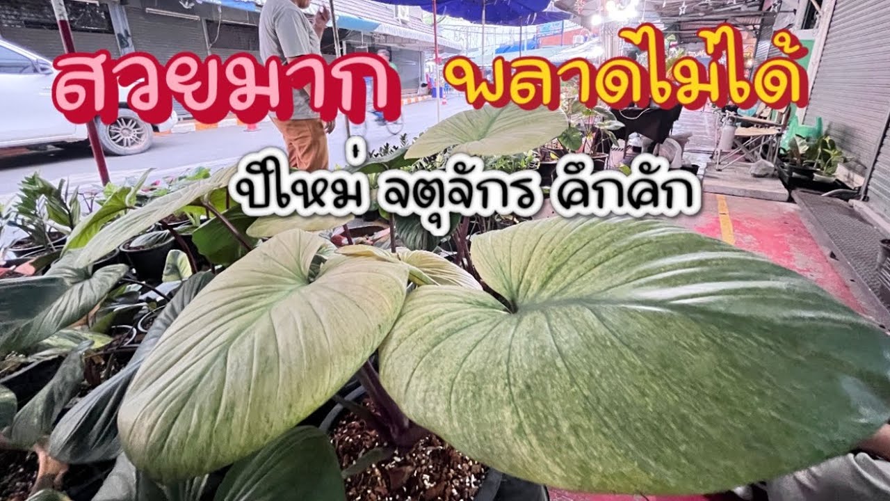 ต้นไม้สวยๆเพียบ สุดคึกคัก ตลาดต้นไม้จตุจักร