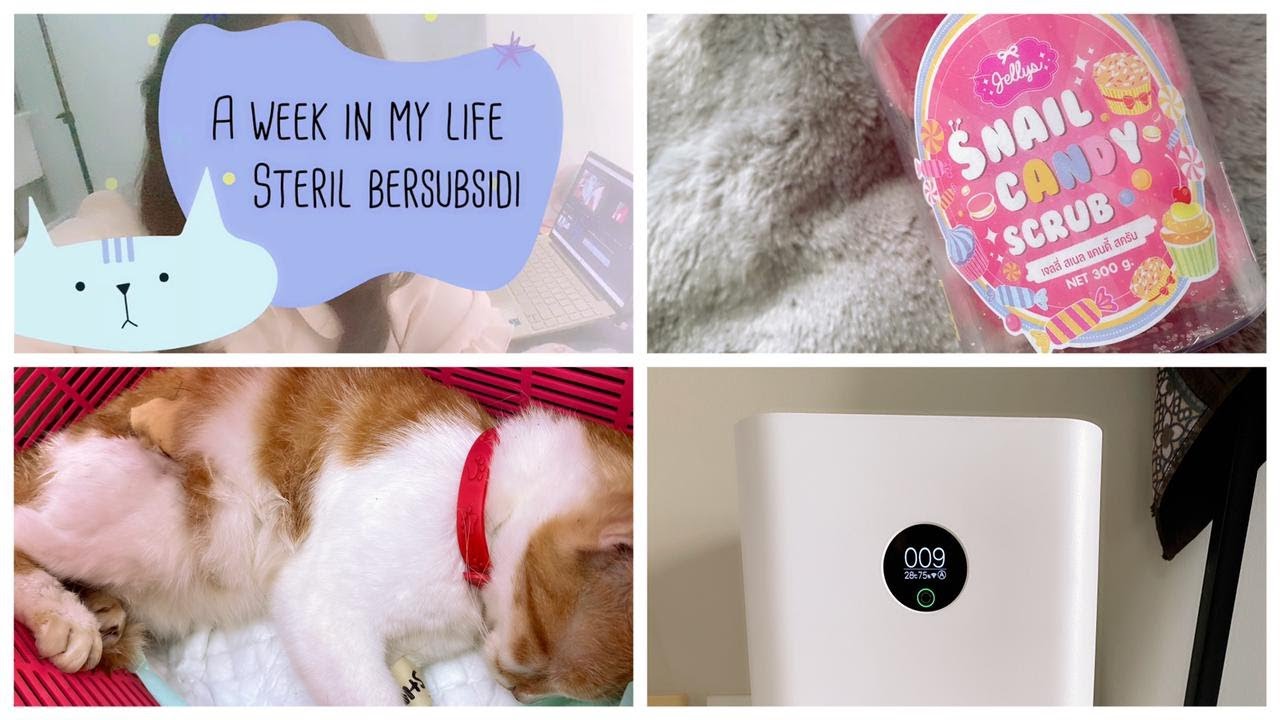 A week in my life | #steril kucing  bersubsidi | #xiaomiairpurifier review