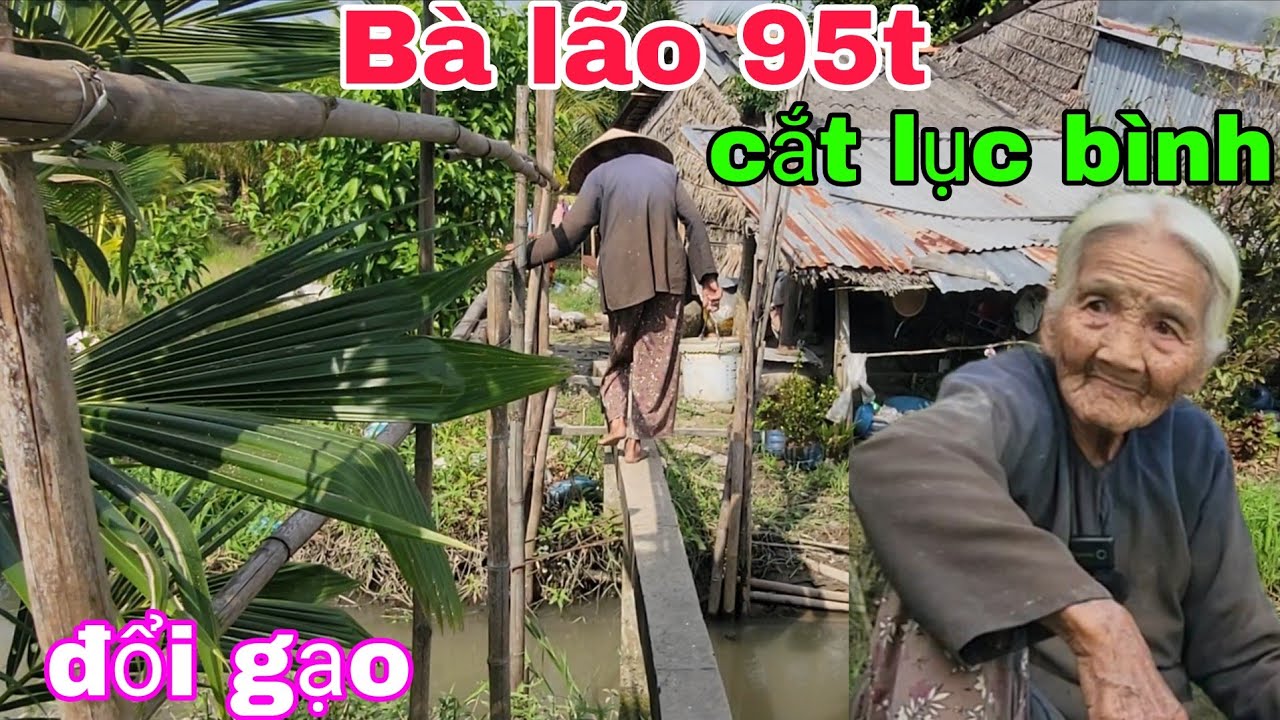 Bà lão 95t cắt lục bình,bán cá mua gạo sống qua ngày. Thiện Tâm 