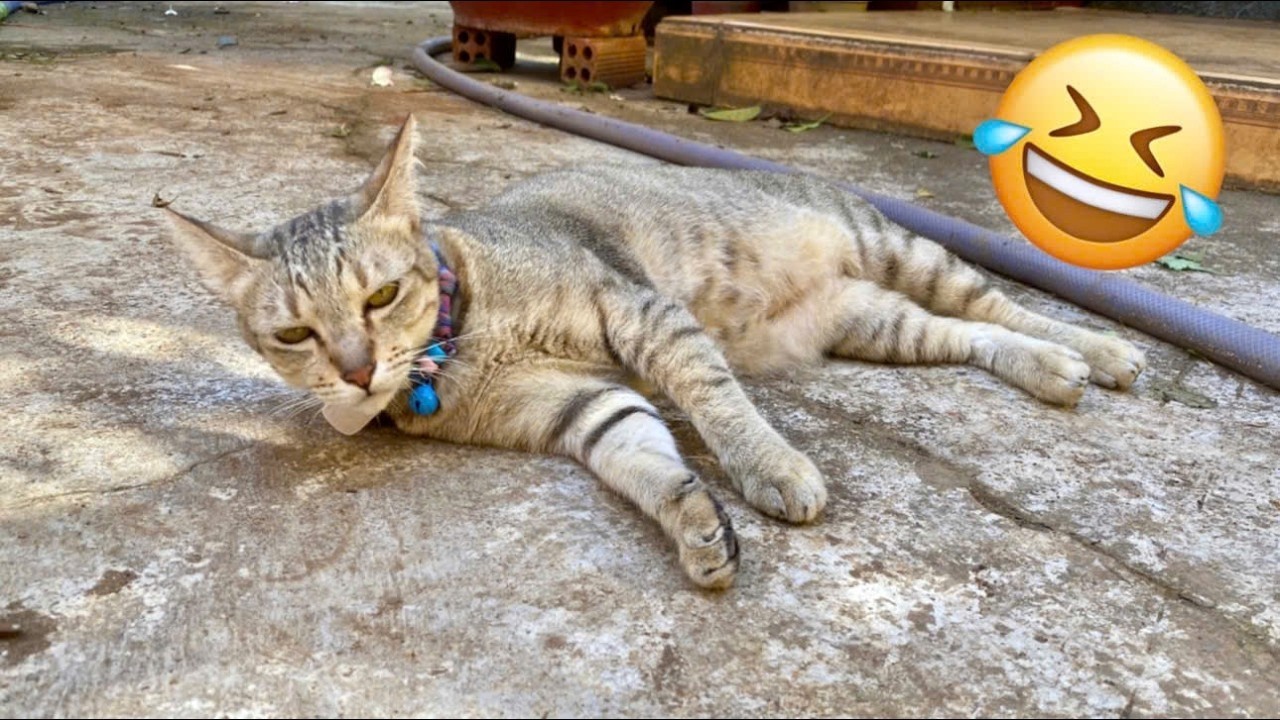 The Funniest Cat Videos 🐱 Try Not To Laugh Part 47