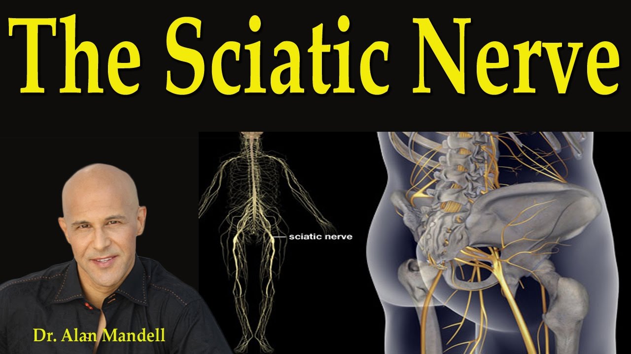 The Sciatic Nerve - Dr Mandell
