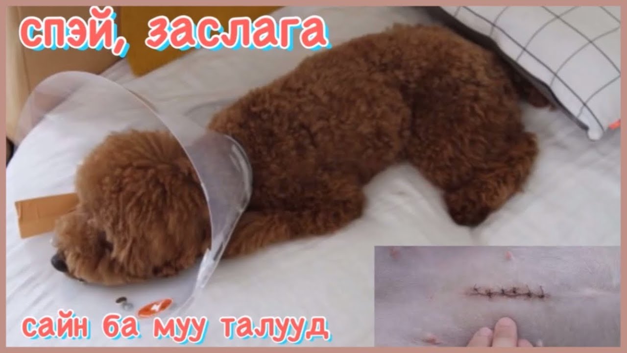 Нохойны үржил хаах мэс ажилбар!@ZozaJapan