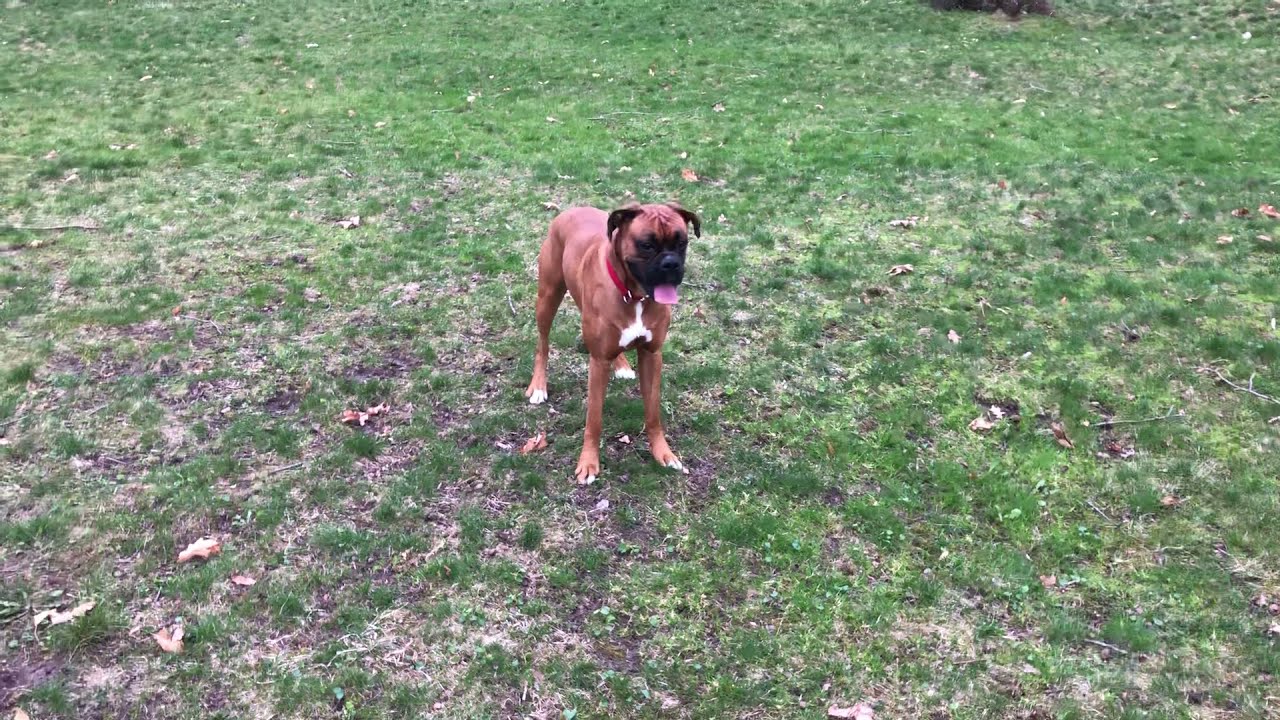 Boxer dog loves playing ball in the yard!