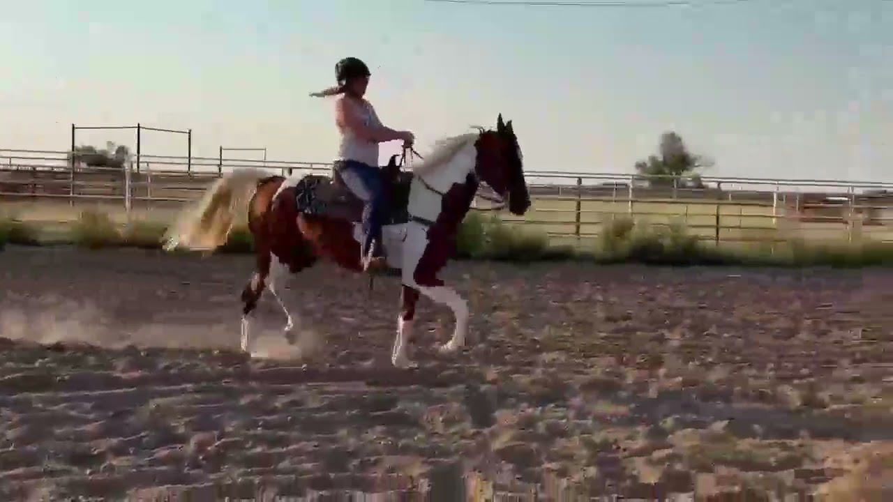 National Show Horse