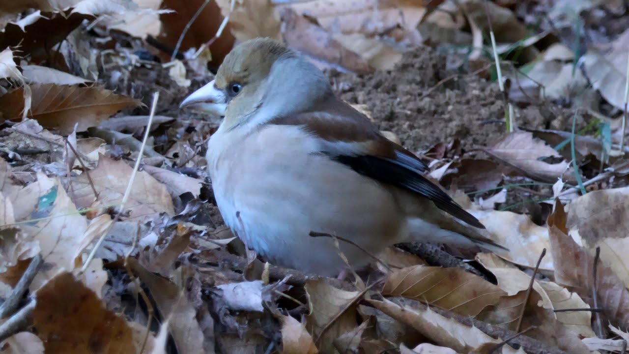 ふくらシメ