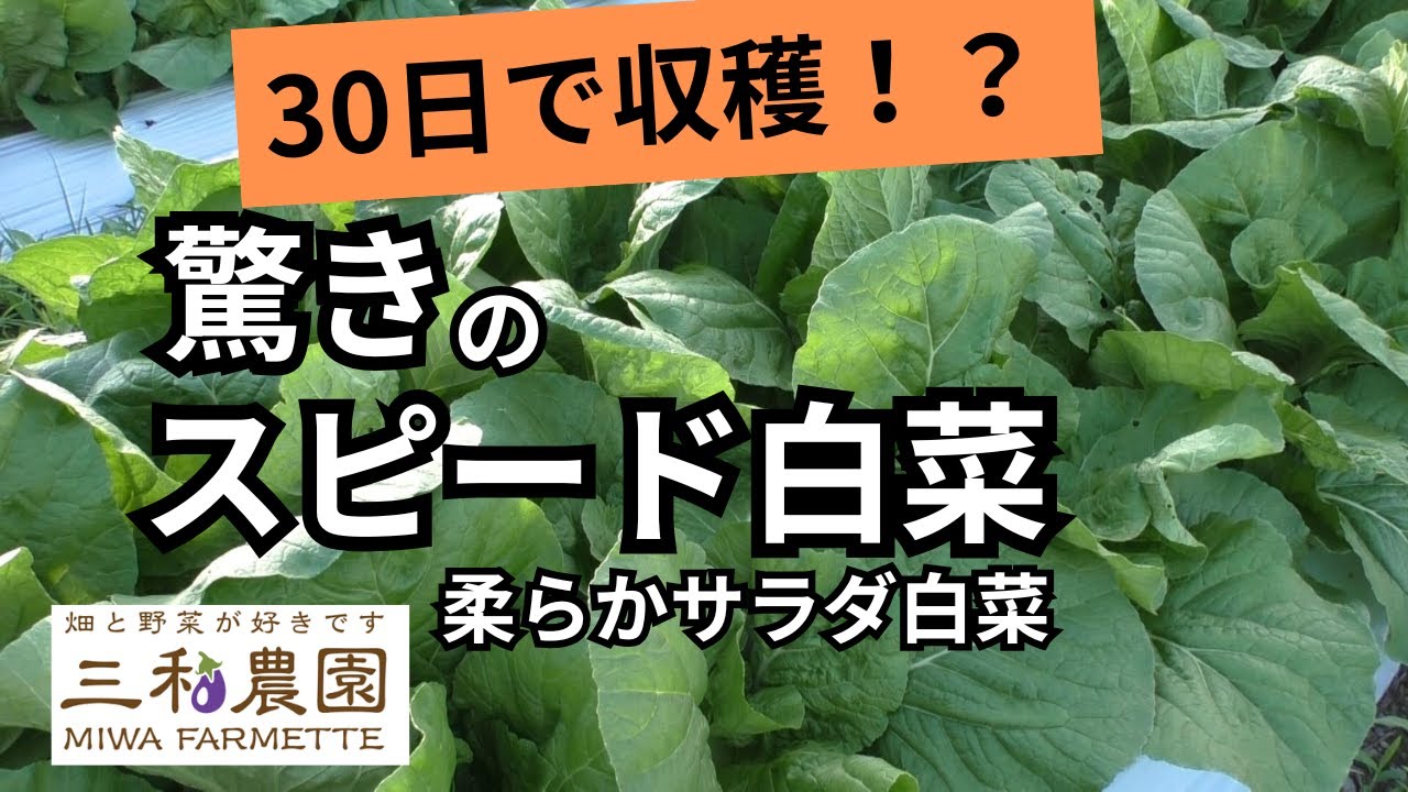 【超速】定植30日で収穫！ミニ白菜タイニーシュシュ栽培の秘密（2025.9.23）