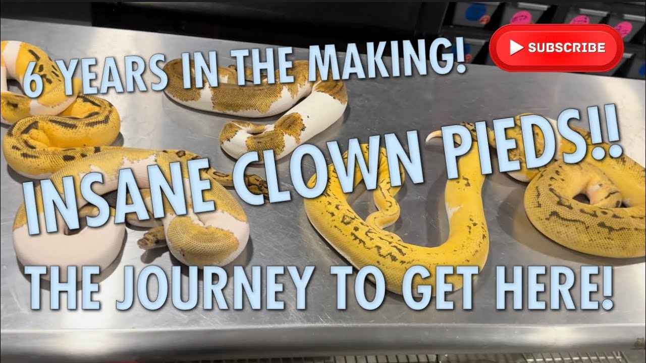 SIX YEARS IN THE MAKING!!! INSANE CLOWN PIEDS AND THE JOURNEY TO GET THERE!