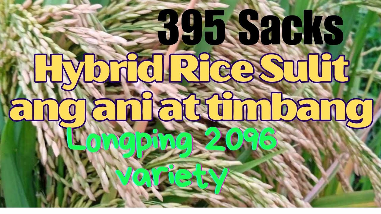 HARVESTING LONGPING 2096 VARIETY | HYBRID RICE | @agrisikap