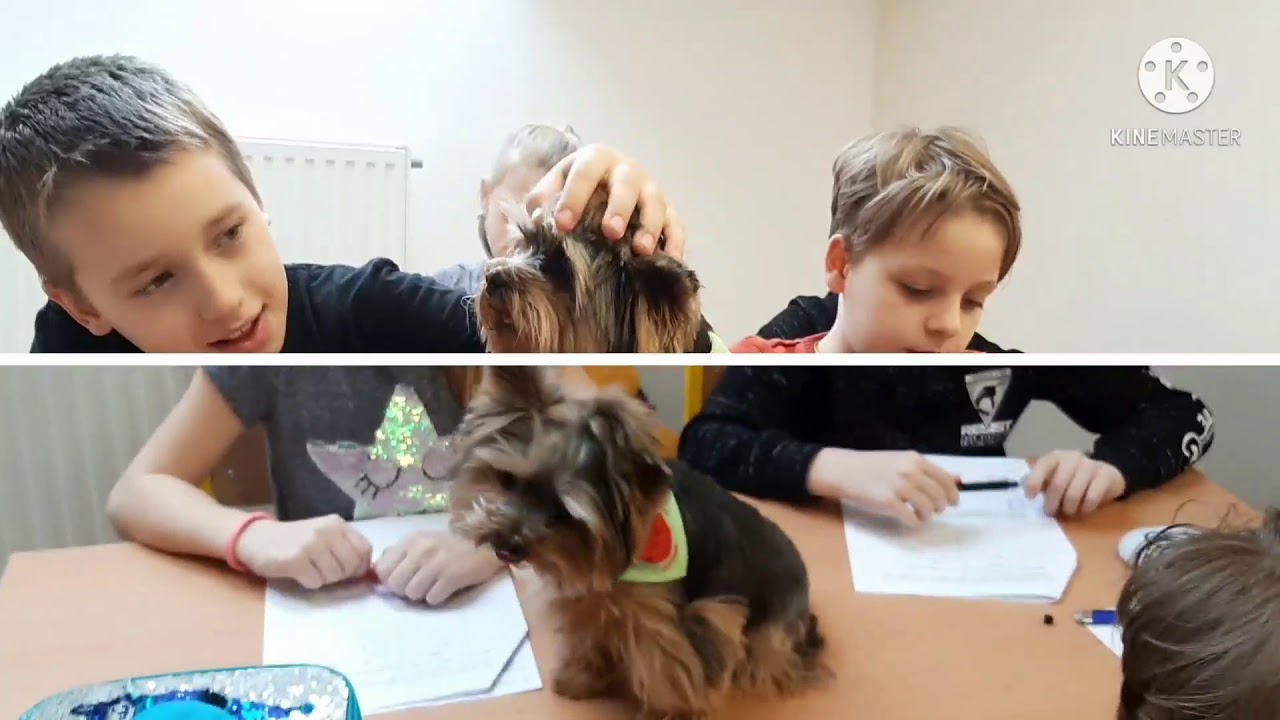 Sakkos-nyelvtan terápiás kutyával - Az ige 3.osztály, bemutatóóra (Sakkpalota Program)