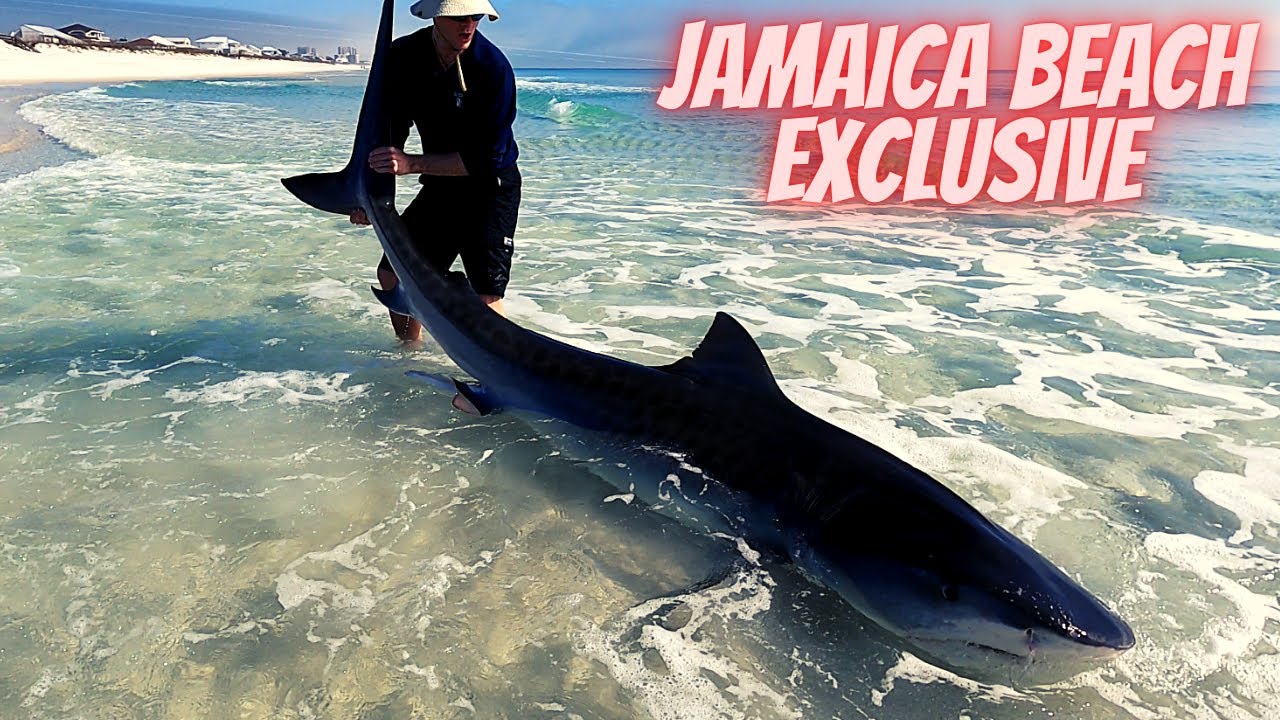 REVENGE on GIANT Tiger Shark Like @LandsharkOutdoors(LBSF)
