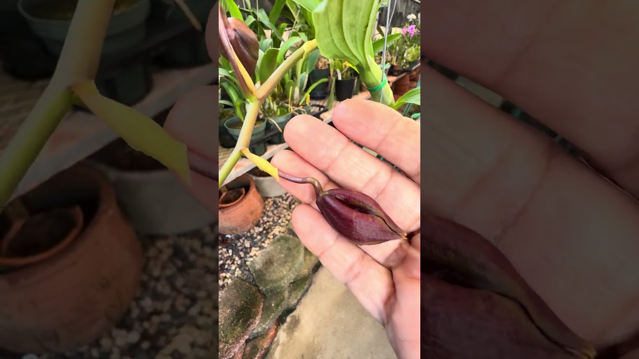 Híbrido de  Orquídeas Cycnoches 