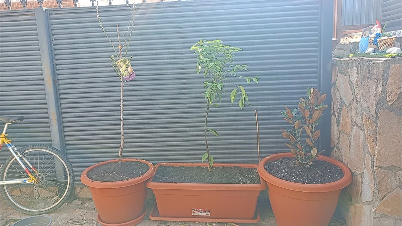 Poda de rosal, cipres viejo y plantamos el almendro (parte 2/2)