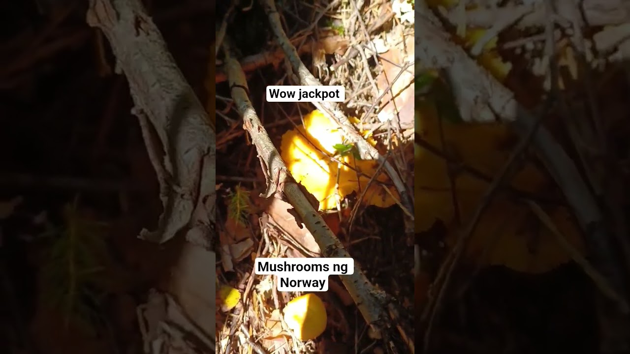 Wow  jackpot. Mushrooms ng Norway .#mushroom #picking #norway