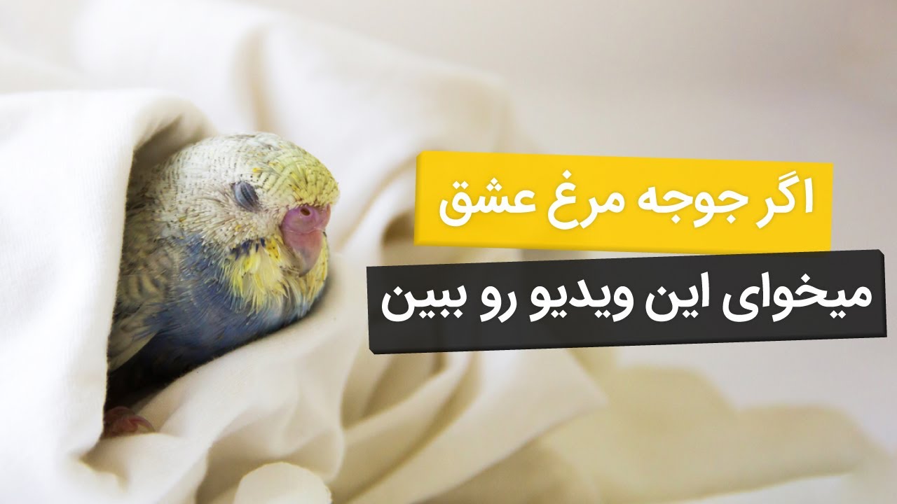پرورش مرغ عشق🐦 از جفت گیری تا تولد جوجه ها