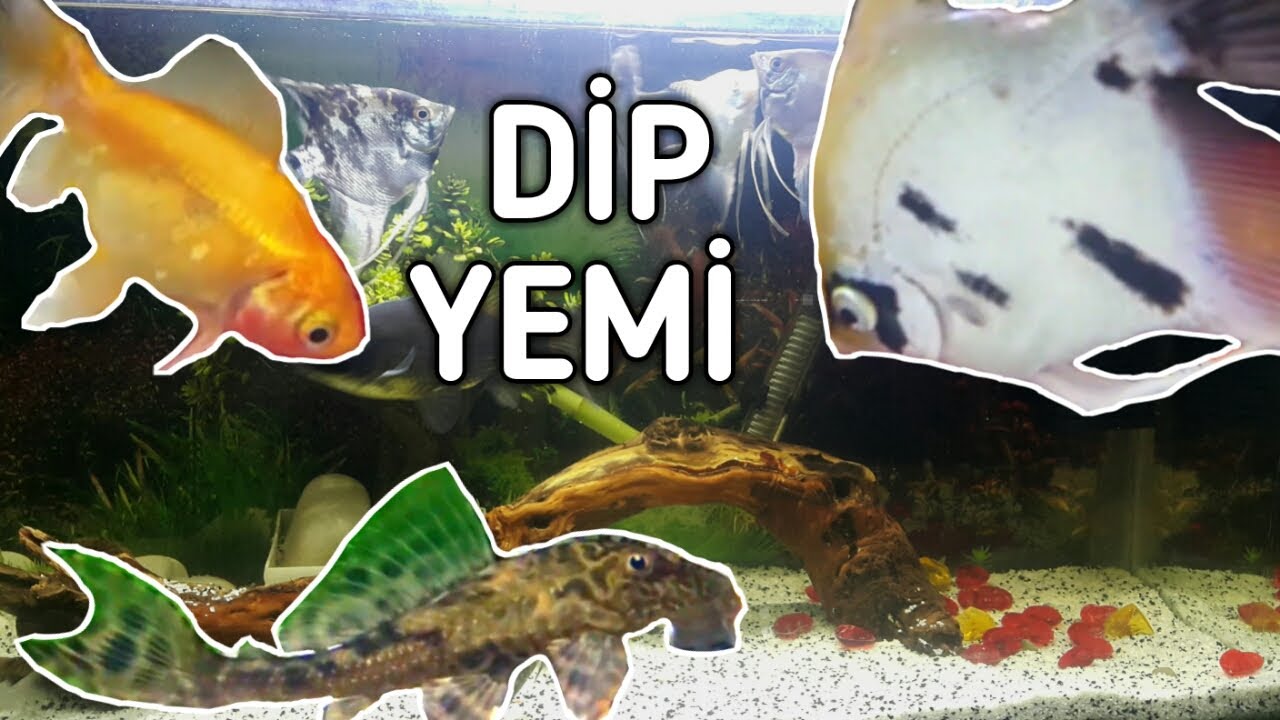 Akvaryumdaki Balıkların Dip Yemi İle İmtihanı :) (Vatoz, Japon ve Melek balığı)