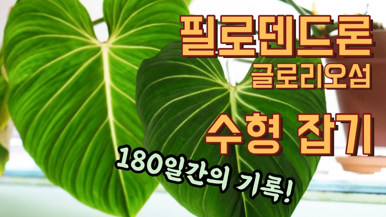 180일 동안 필로덴드론 글로리오섬 수형 잡았어요. 멋진 수형 원하시는 분 꼭 보세요