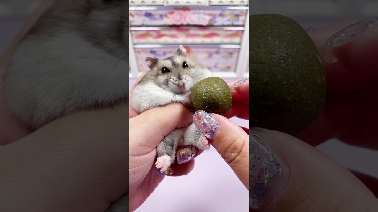 Preparando comida para h&aacute;mster 🐹