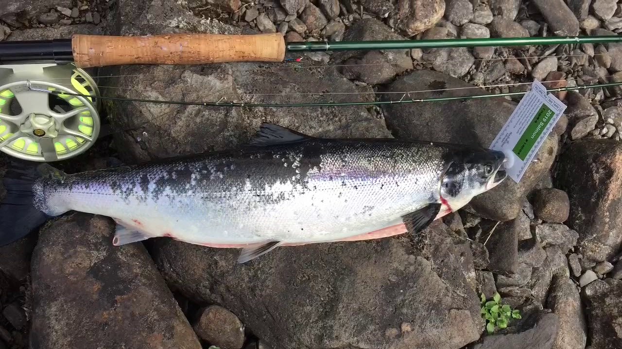 2019 Newfoundland Atlantic salmon salmon #3 tagged out on the gander river