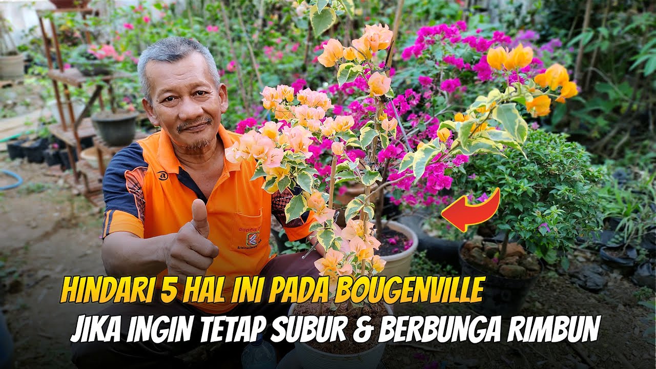 Hindari 5 Hal Ini Pada Bougenville Jika Ingin Tetap Subur Dan Berbunga Rimbun